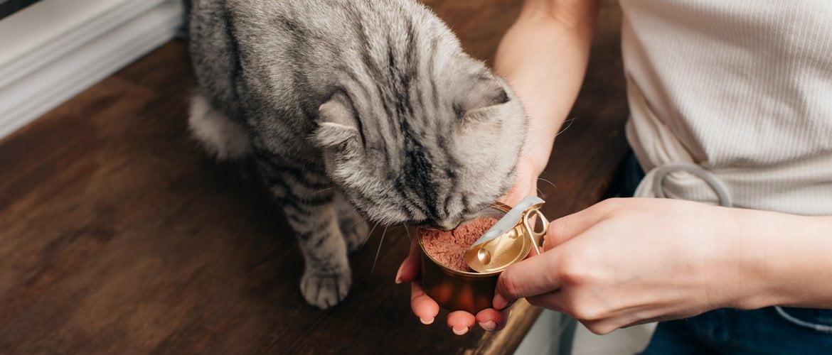 How Your Cat’s Environment is Affecting its Eating Habits Eurovets